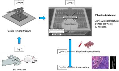 Vibration therapy as an effective approach to improve bone healing in diabetic rats